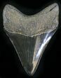 Beautiful, Serrated Megalodon Tooth #25671-1